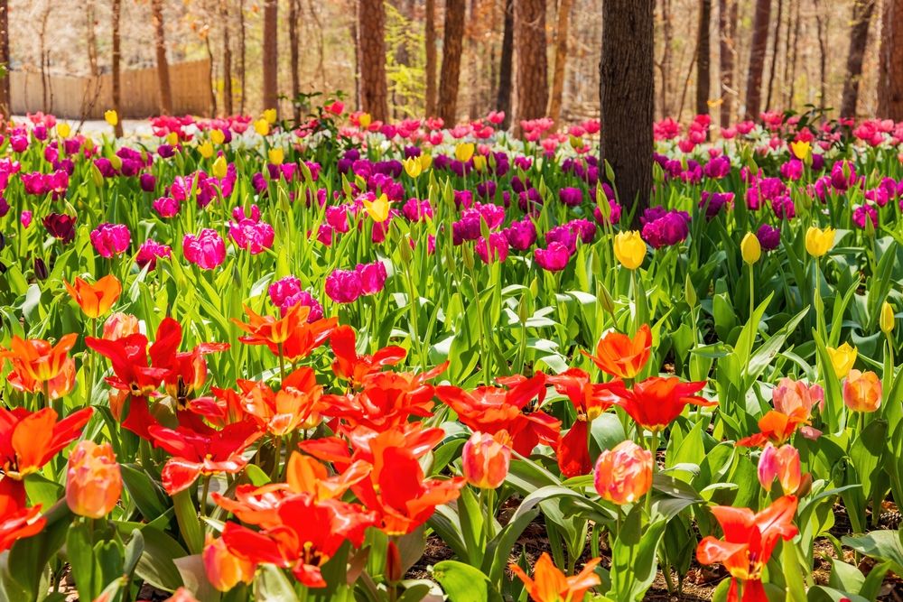Vibrant tulips at Garvan Woodland Gardens