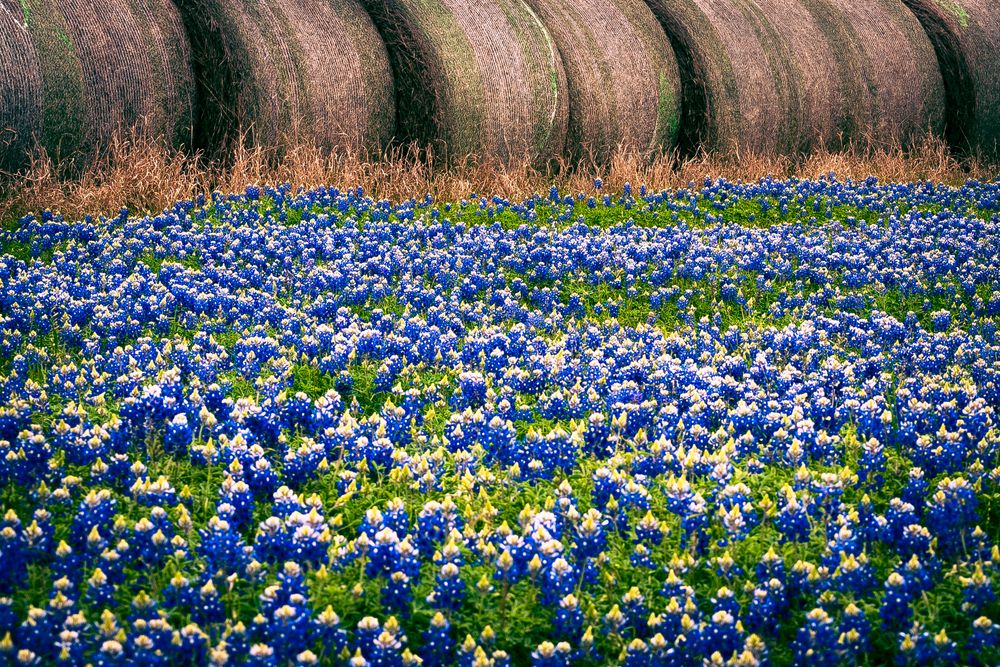 A Field of Bluebonnets in Brenham