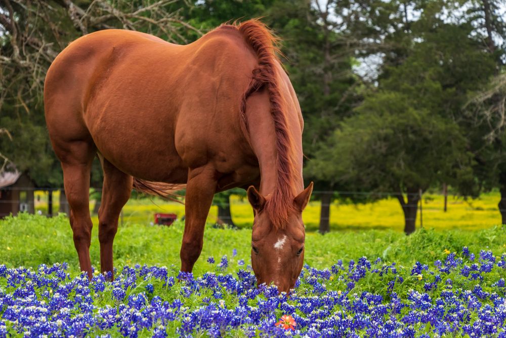 A Horse in a Field of Bluebonnets in Brenham