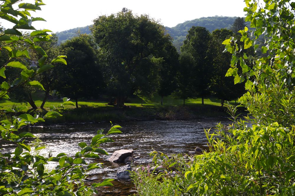 Trees surrounding Ottauquechee River