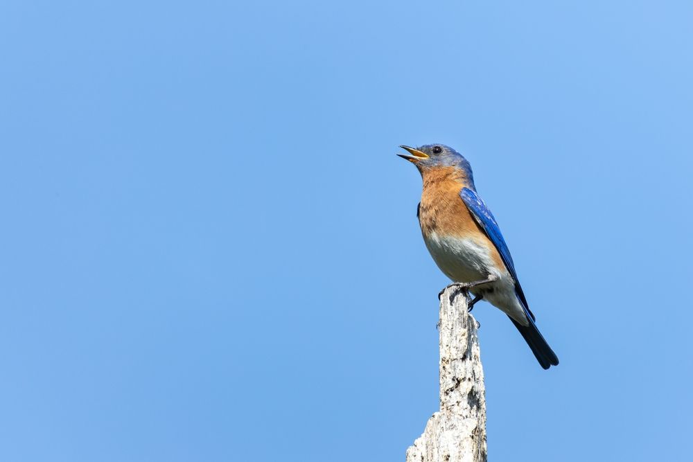 Bird perched on a tree at Huntley Meadows Park