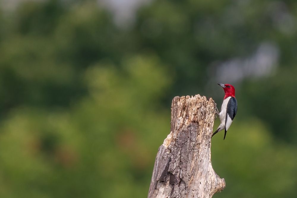 A bird at Huntley Meadows Park