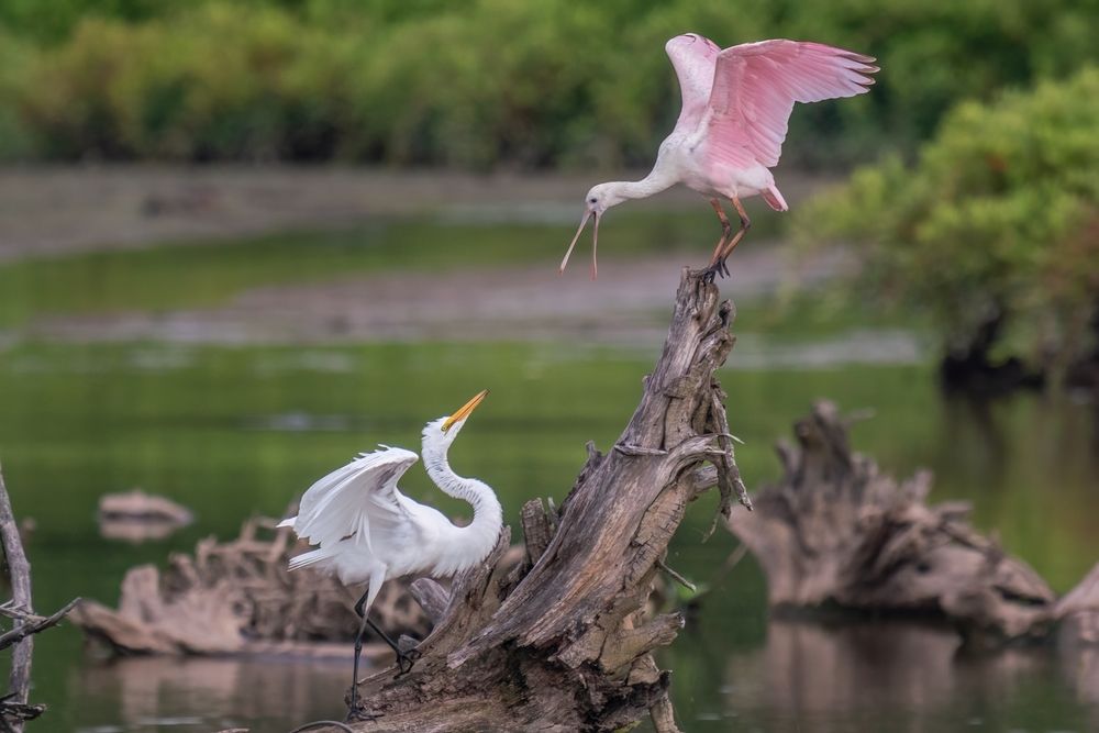 Egret and spoonbill at Huntley Meadows Park
