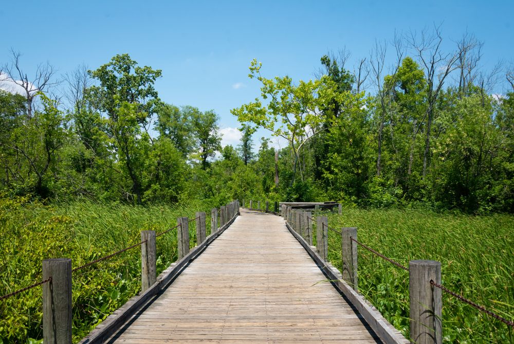 Boardwalk part of Mount Vernon Trail