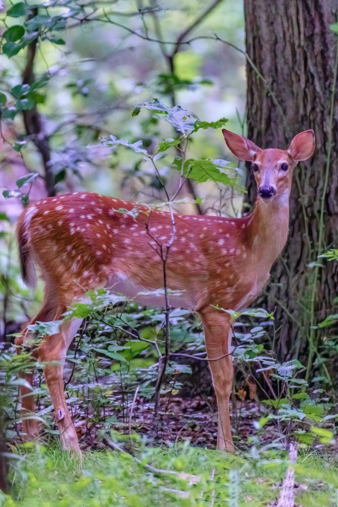 A deer at Winkler Botanical Preserve