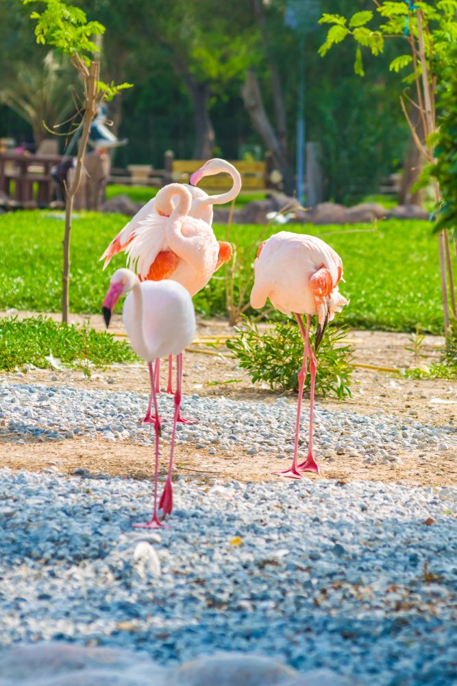 Flamingos at Al Areen Wildlife Park & Reserve