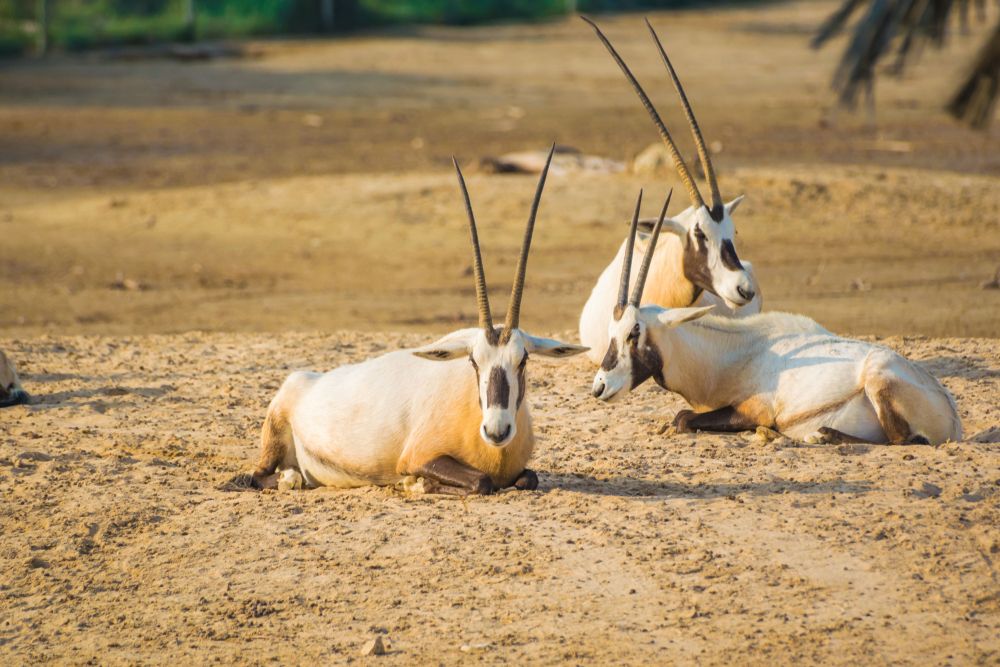 Oryx at Al Areen Wildlife Park & Reserve