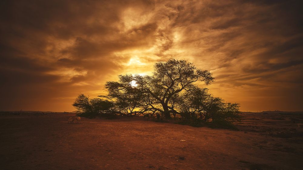 Majestic view of the Tree of Life during sunset