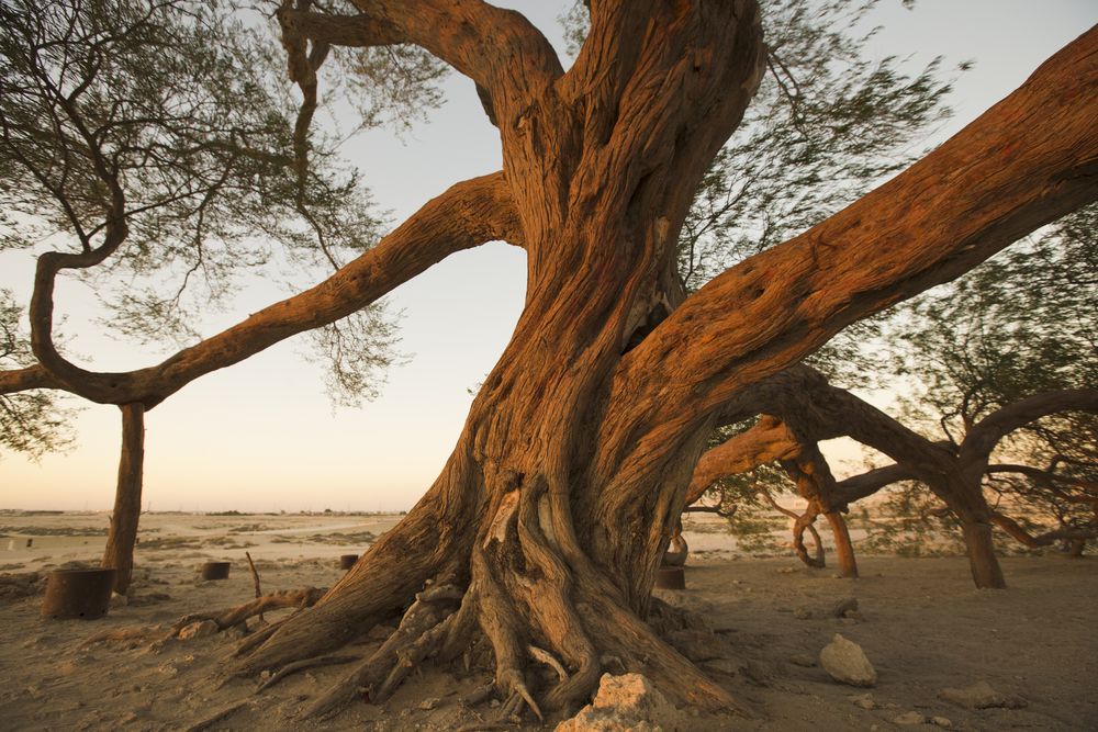 The roots and branches of Tree of Life