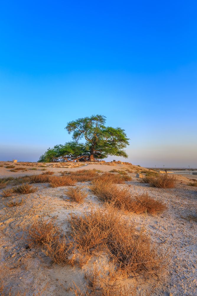 Far view of the lone Tree of Life