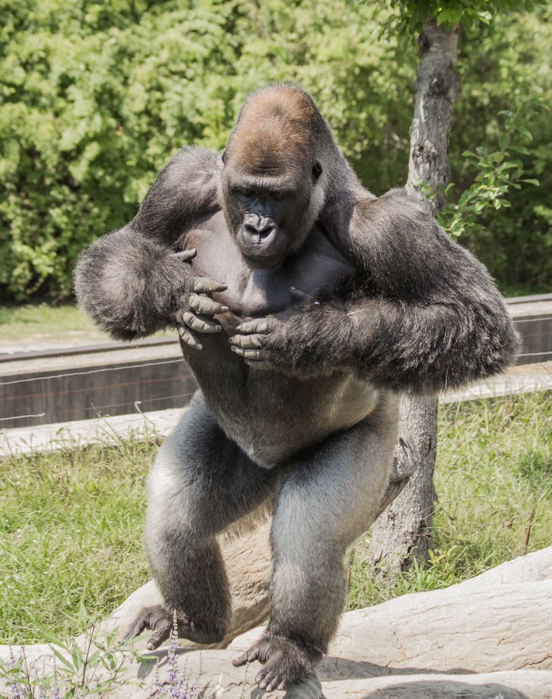 Gorilla in Birmingham Zoo