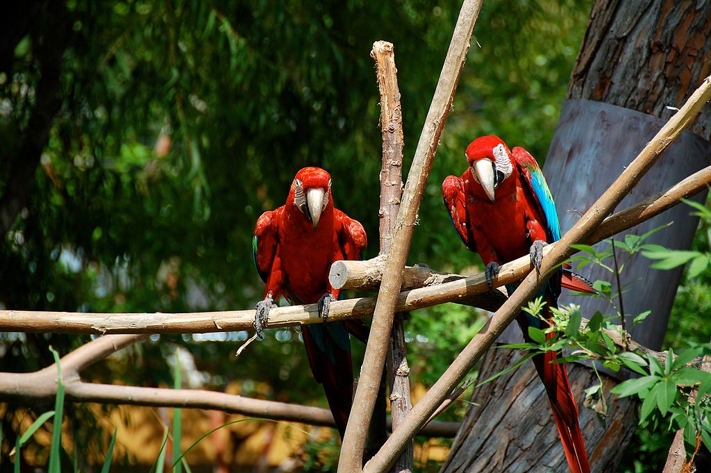 Macaw at Birmingham Zoo