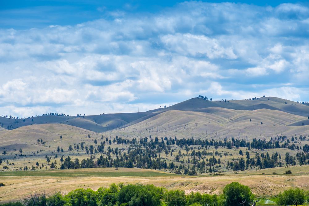 Helena National Forest