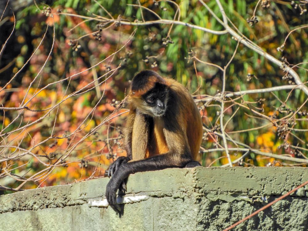 A spider monkey in Baton Rouge Zoo