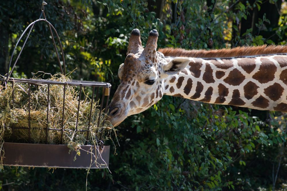 A giraffe at Baton Rouge Zoo