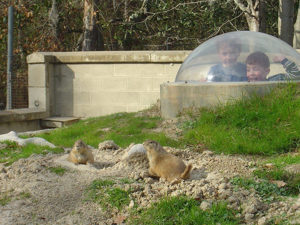 Kids watching the prarie dogs in Baton Rouge Zoo