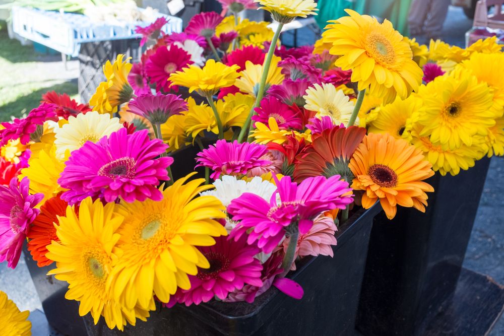 Beautiful flowers for sale at Byron Farmers Market