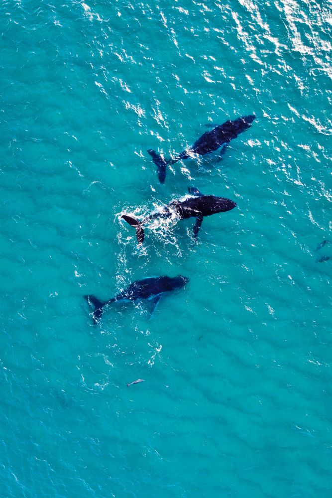 Aerial view of Humpback Whales in Byron Bay