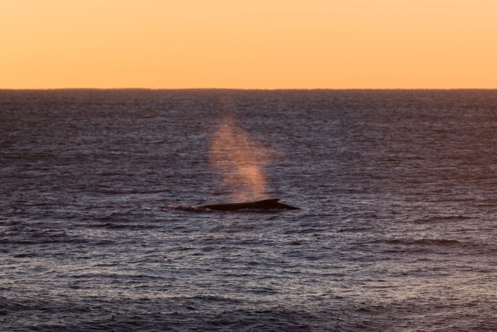 Silhouette of a Humpback Whale during sunrise at Byron Bay