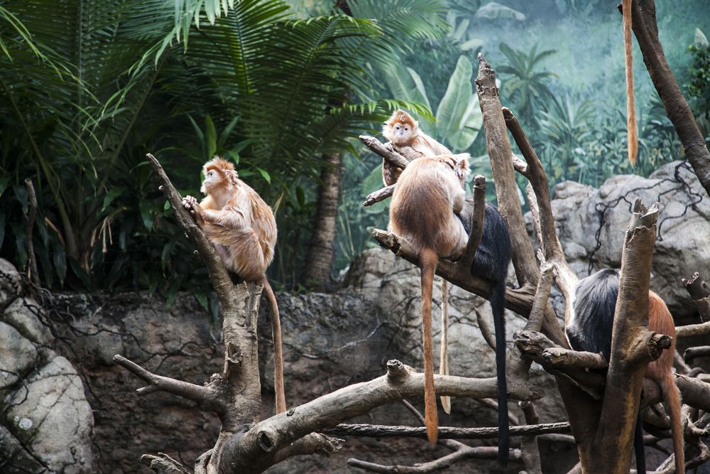 Ebony langur at Bronx Zoo