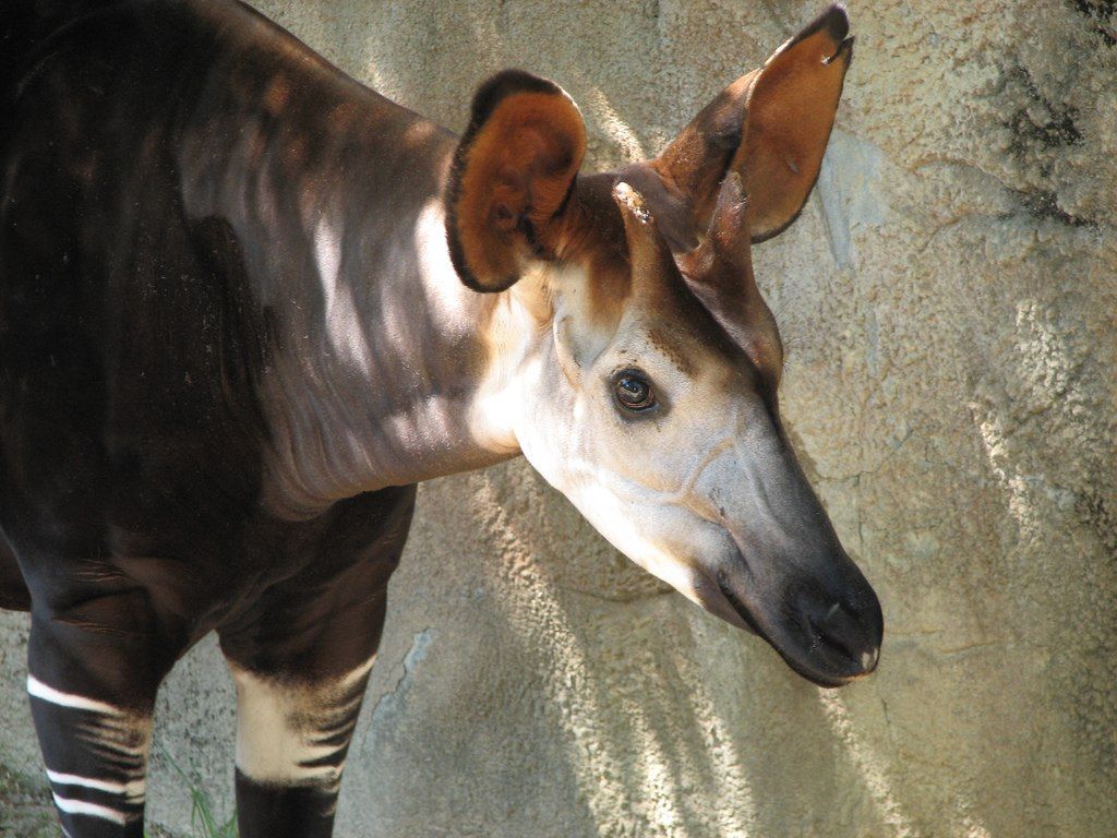 An animal at the Cincinnati Zoo & Botanical Garden