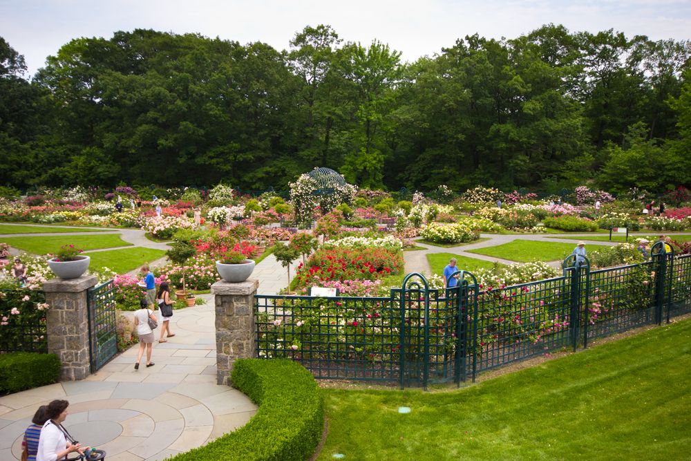 Rose garden at New York Botanical Garden