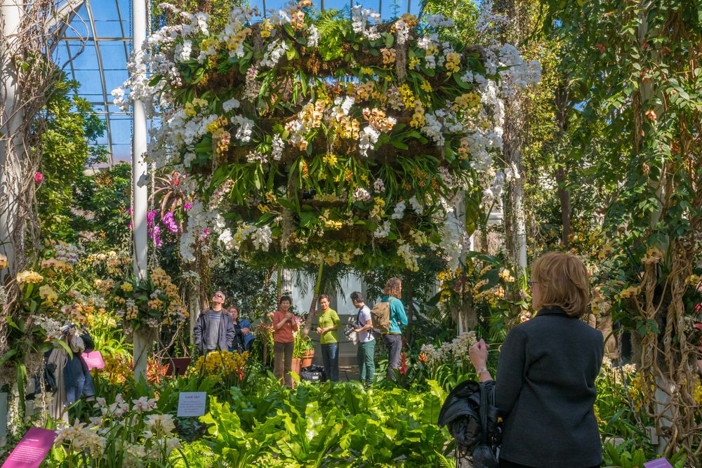 Orchid show at New York Botanical Garden