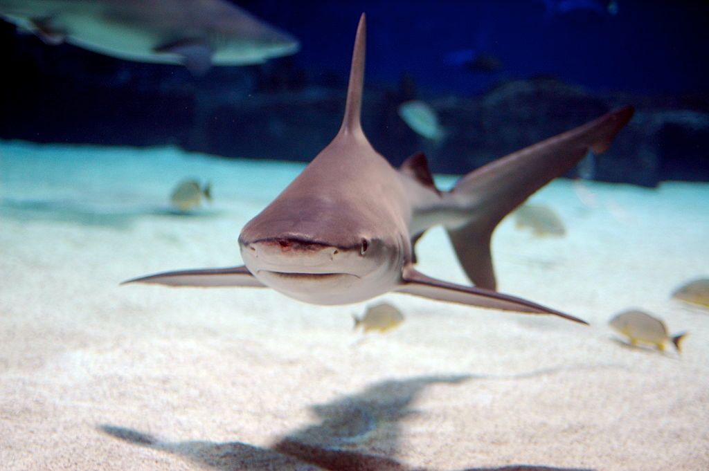 Sandbar shark in the Newport Aquarium