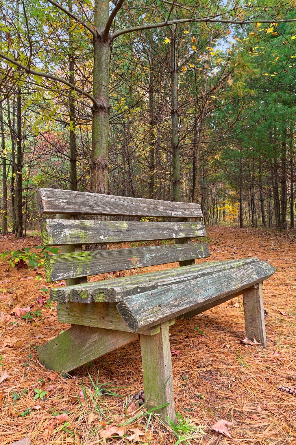 Wooden bench at North Point State Park