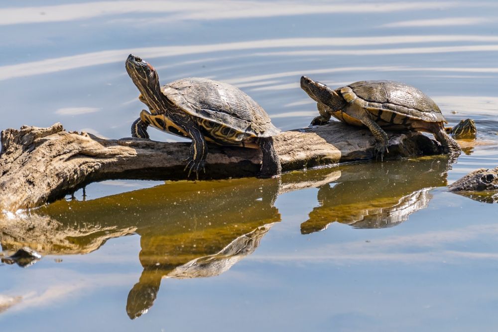 Turtles at Rio Grande Nature Center State Park