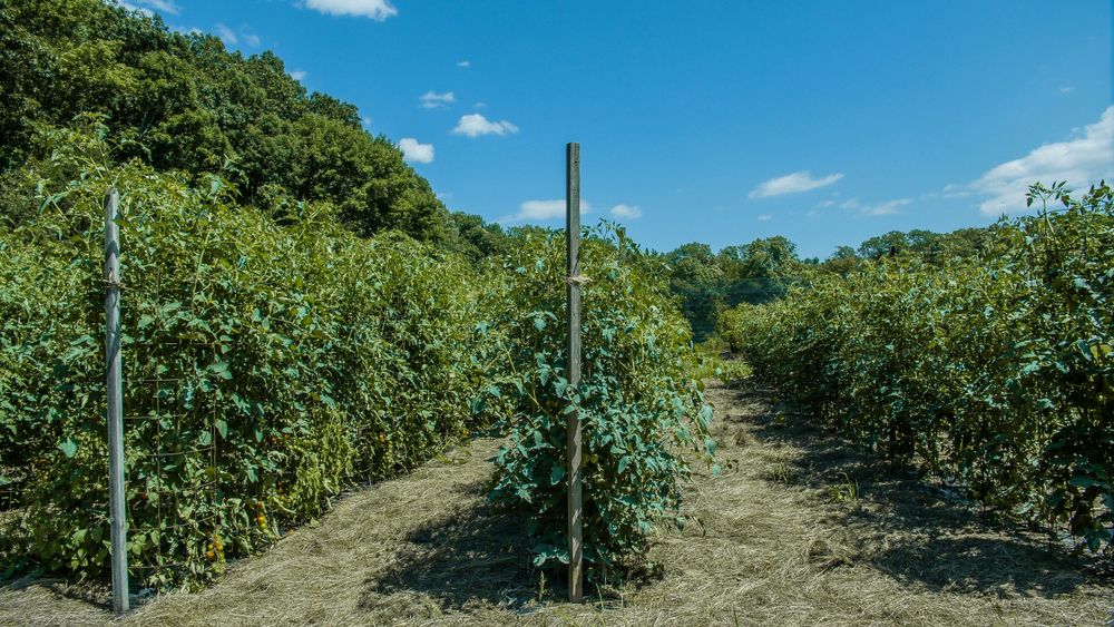Apple trees at Solebury Orchards