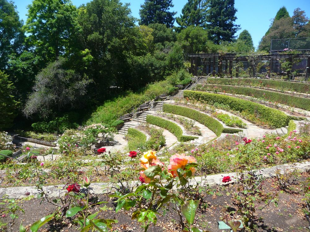 Daytime view of Berkeley Rose Garden