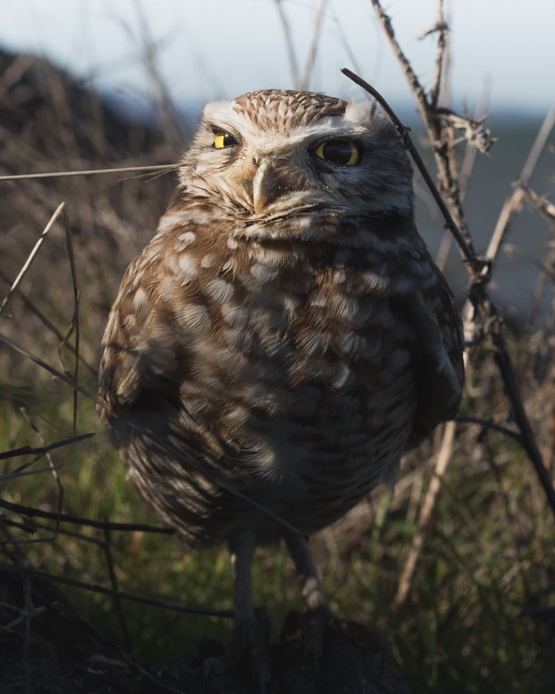A cute owl at Cesar Chavez Park