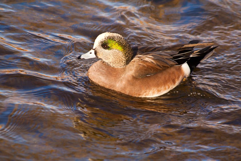 A duck on Boulder Creek