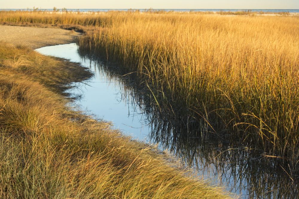 Marsh at Connecticut Audubon Society Coastal Center