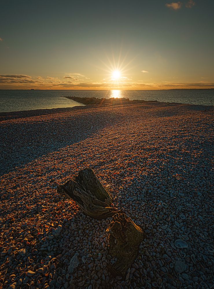 Seashells on Long Beach shore
