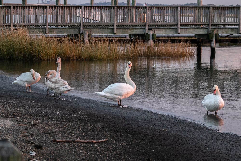 Geese at Short Beach