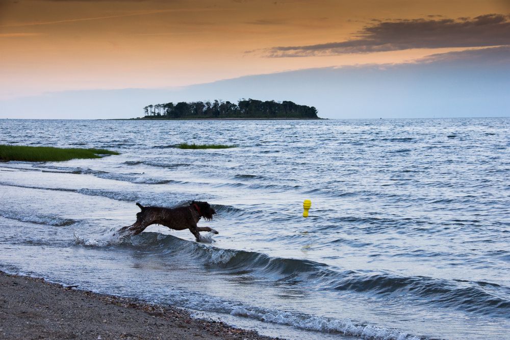 A dog playing at Walnut Beach