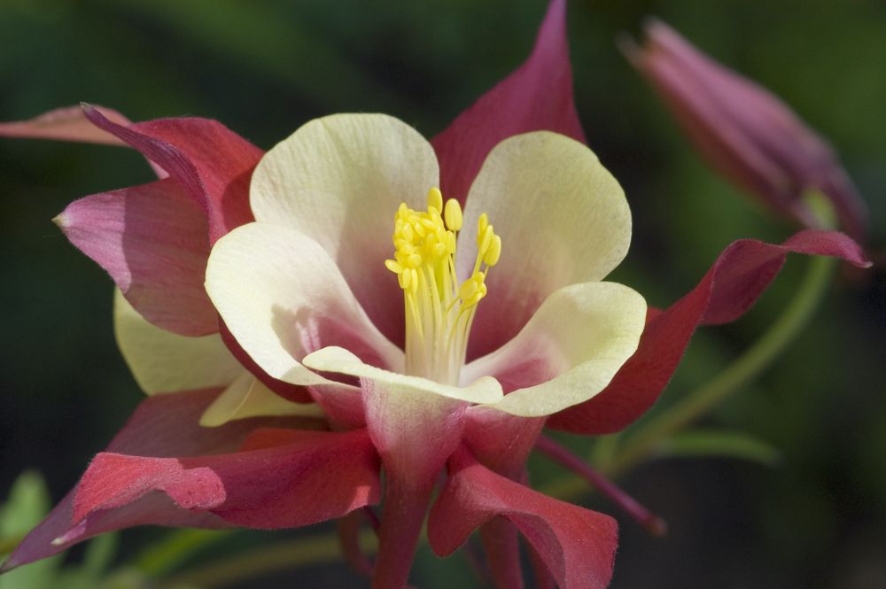 A beautiful flower at Betty Ford Alpine Gardens