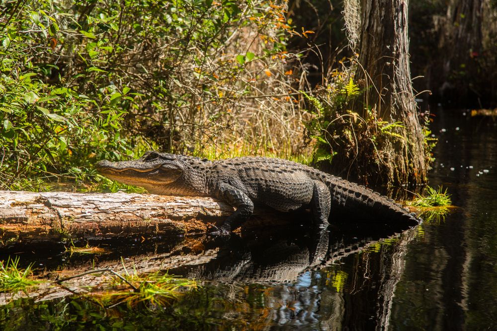 An alligator at Okefenokee Swamp Park