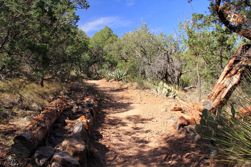 Trees along Emory Peak Trail