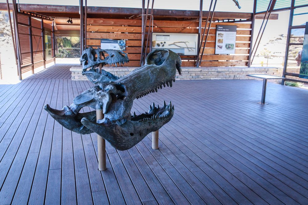 Fossil exhibit in Fossil Discovery Exhibit