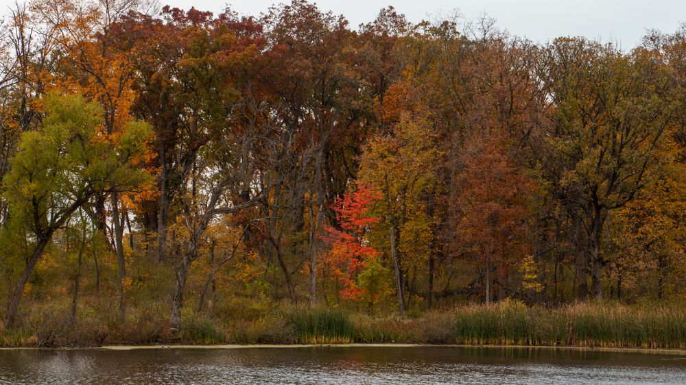 Fall trees at Crabtree Nature Center