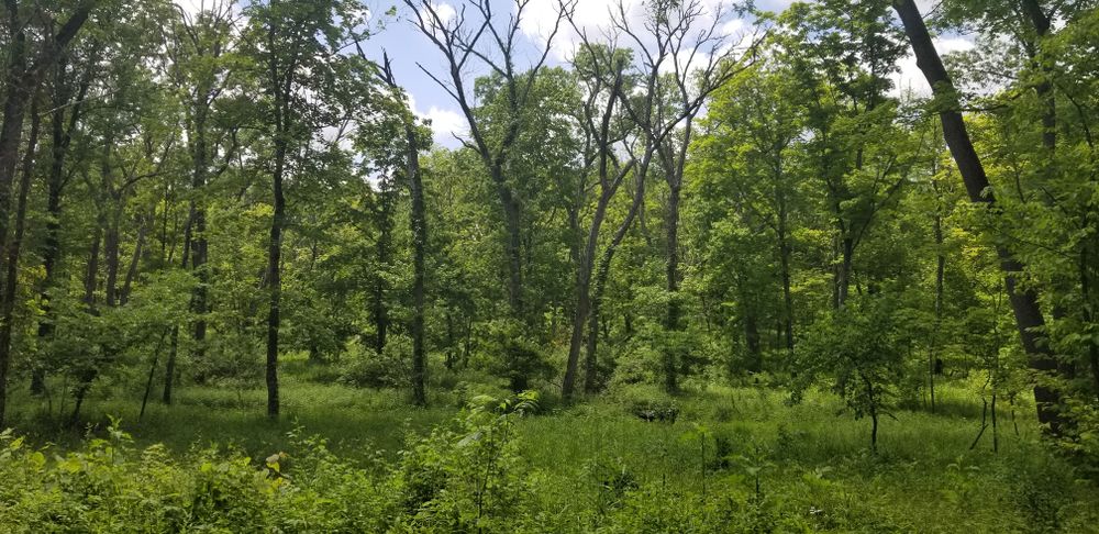 Nature scene at Deer Grove Forest Preserve