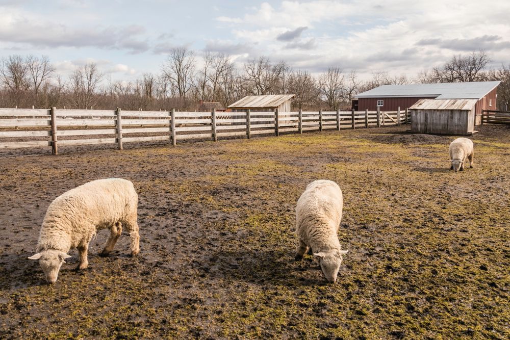 Sheep at Kline Creek Farm
