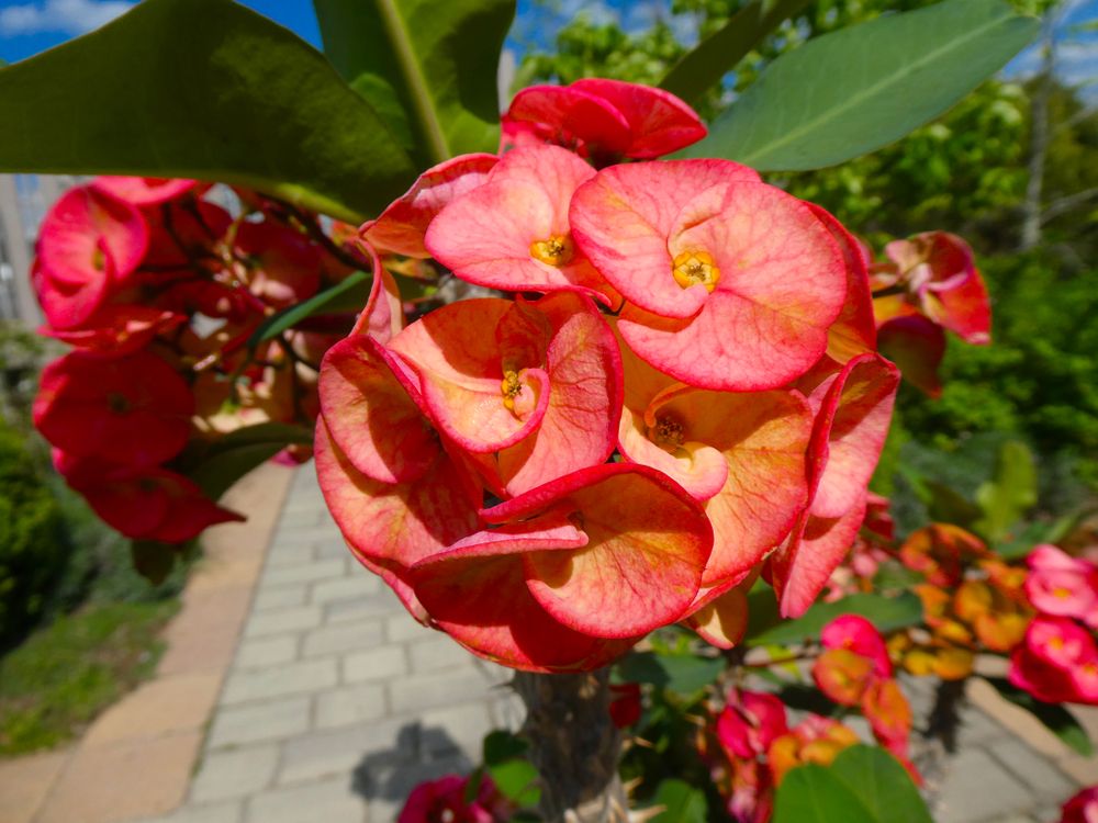 Vibrant flower at Hahn Horticulture Garden