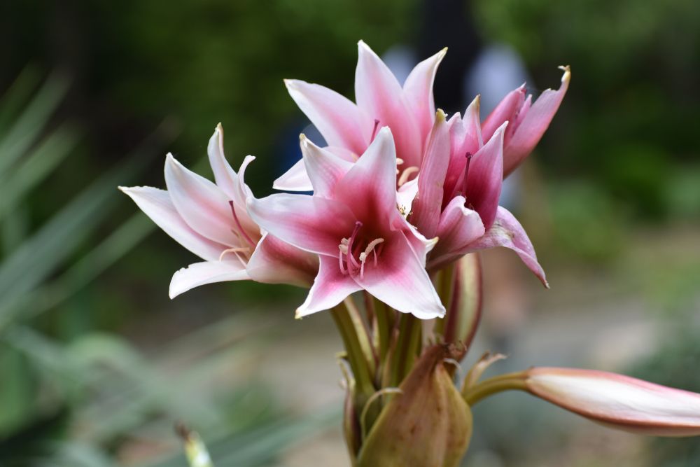 Lovely flower at Hahn Horticulture Garden