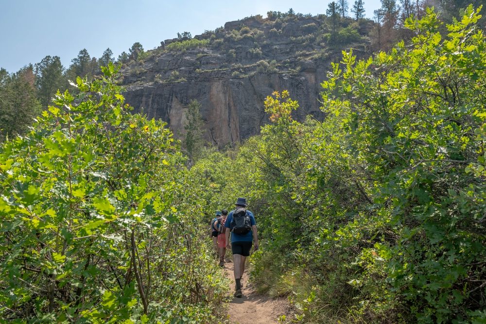A trail lined with trees at Black Canyon of the Gunnison National Park