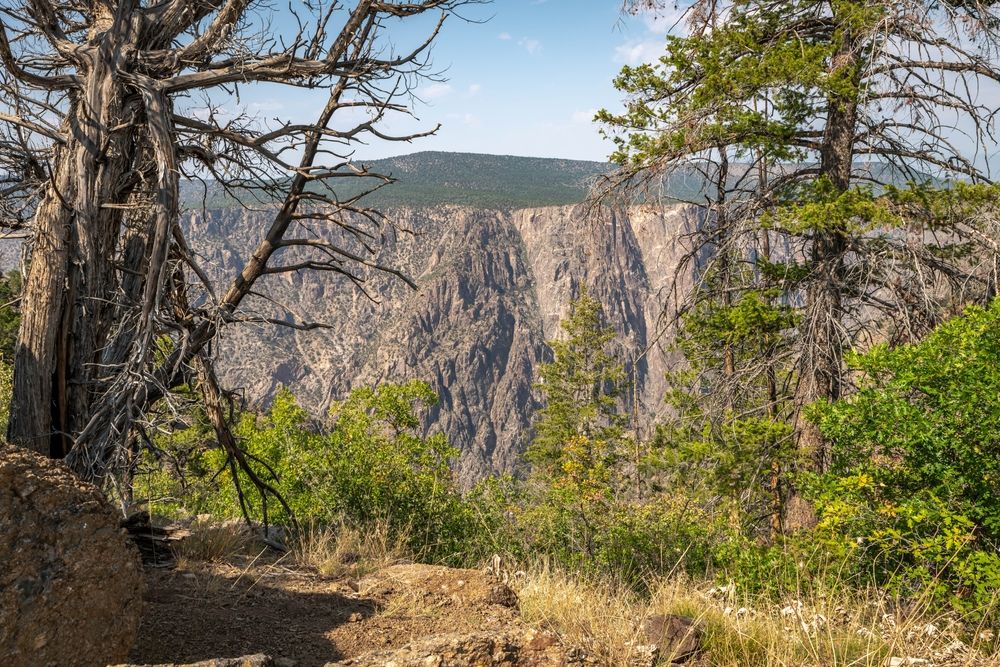 Trees along North rim trail