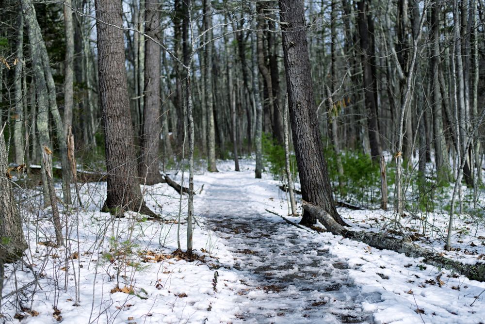 Snow-covered nature trail of Rachel Carson National Wildlife Refuge